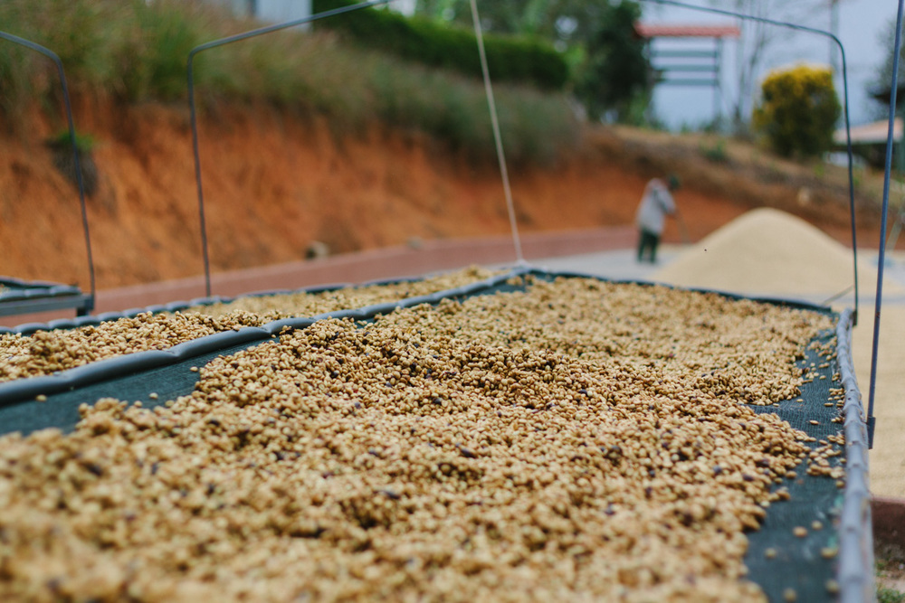 Brazilian Bourbon Santos Coffee Beans: Flavor Analysis, Grading Standards, and Pour Over Tamping Practical Guide