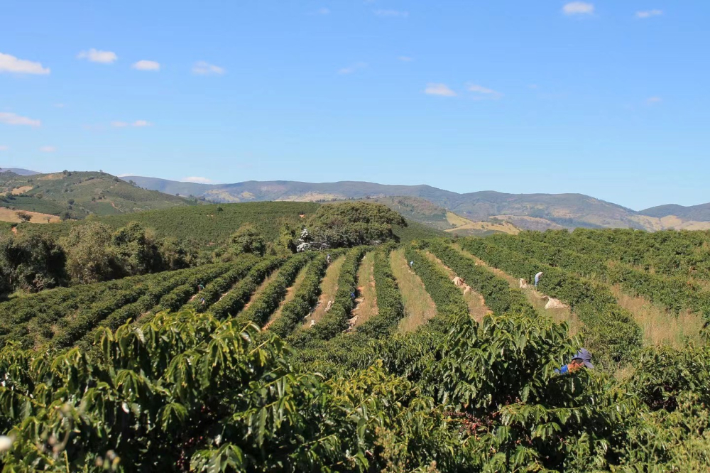 A Complete Guide to Brazilian Coffee Regions: Varieties, Grades, and Pour Over Brewing Techniques