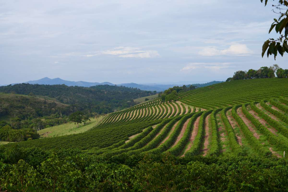 Beginner's Guide to Pour Over with Brazilian Cerrado Red Bourbon: Exploring the Region’s Characteristics, Processing Methods, and Extraction Parameters