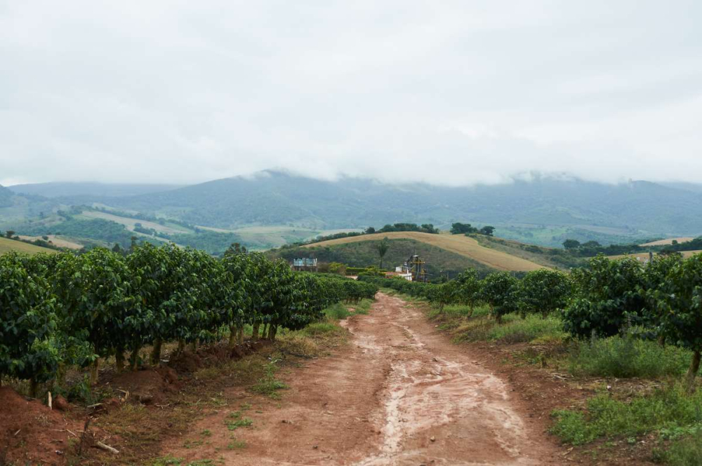 Beginner's Guide to Pour Over with Brazilian Cerrado Red Bourbon: Exploring the Region’s Characteristics, Processing Methods, and Extraction Parameters