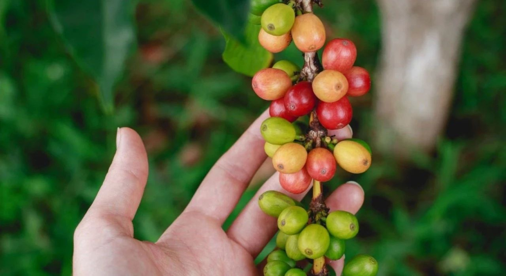How to Choose Brazilian Cerrado Bourbon Coffee Beans? A Complete Guide to Honey Processing and Varietal Flavors
