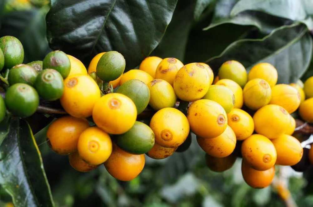Brazilian Empress Estate Yellow Bourbon Natural: A Complete Guide to Mogiana Region Flavors & Processing