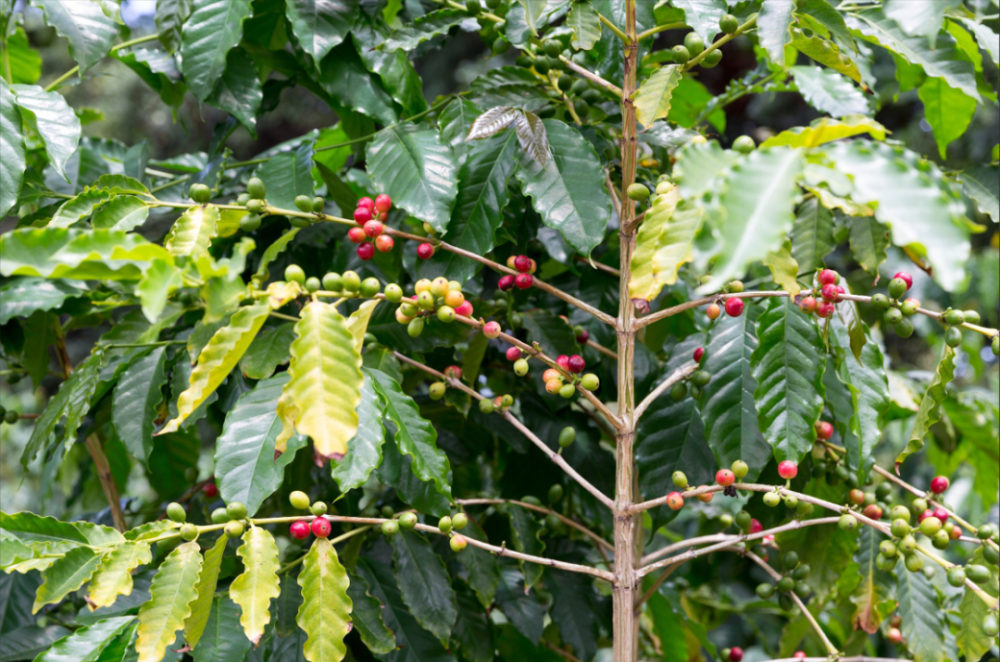 Unveiling the Grading of Jamaican Blue Mountain Coffee | A Comprehensive Analysis of Flavor Profiles and Pour Over Parameters