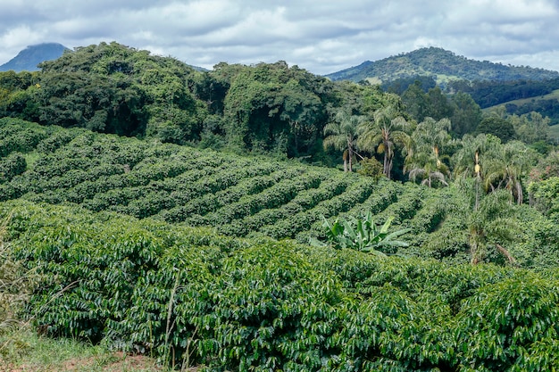 How to choose between Colombian, Brazilian, and Indonesian coffee beans? A breakdown of regional characteristics and flavor profiles