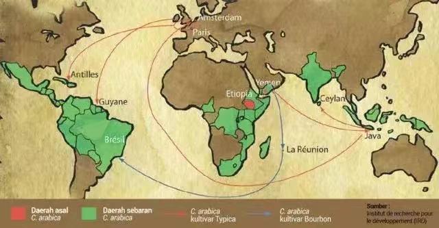 Analysis of Brazilian Bourbon Coffee Varieties: Characteristics of Red and Yellow Bourbon and Pour Over Brewing Parameters Guide