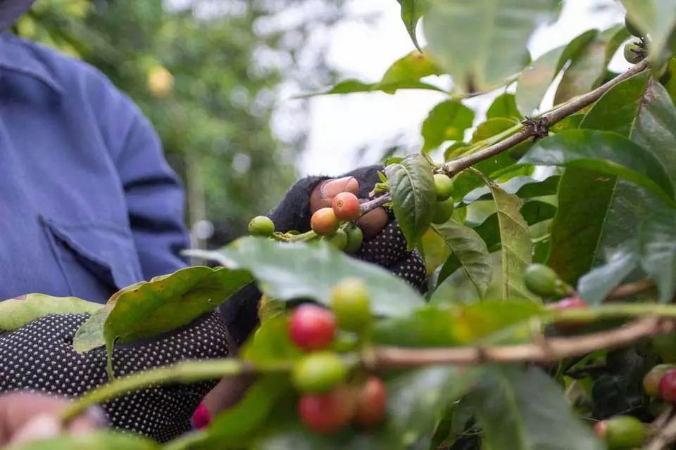 How to Choose Jamaican Blue Mountain Coffee? Master Origin, Grade, Flavor, and Pour Over Tips in One Go