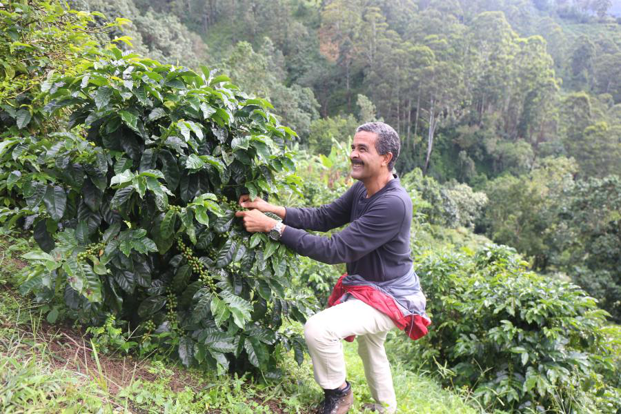 Jamaica Blue Mountain No.1 Pour Over Beginner's Guide: Flavor Profile & Optimal Brewing Parameters at 88°C