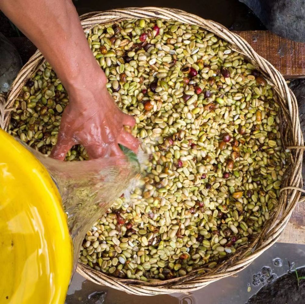The Ultimate Guide to Indonesian Mandheling Coffee: Wet-Hulling Process, Grade Differences, and Pour Over Techniques