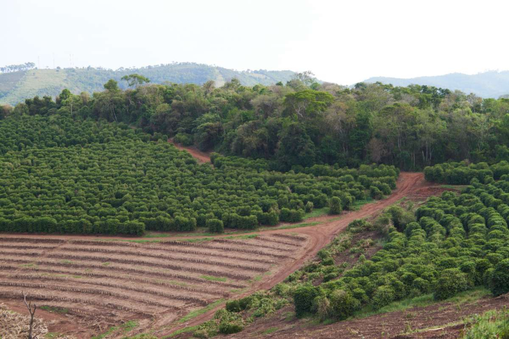 Front Street Coffee Brazilian Queen Estate Yellow Bourbon Pour Over Guide: A Comprehensive Analysis of Medium Roast Nutty Profile