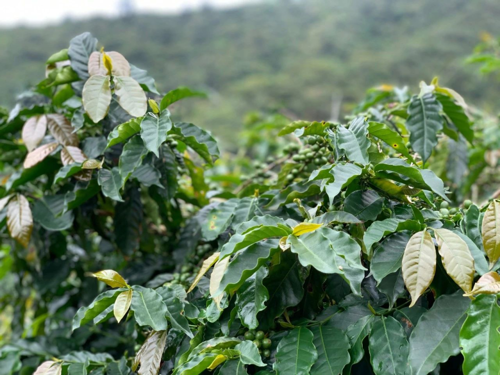 A Complete Guide to Brazilian Coffee: From the Cerrado Region to Pour Over Parameters and Flavor Profiles