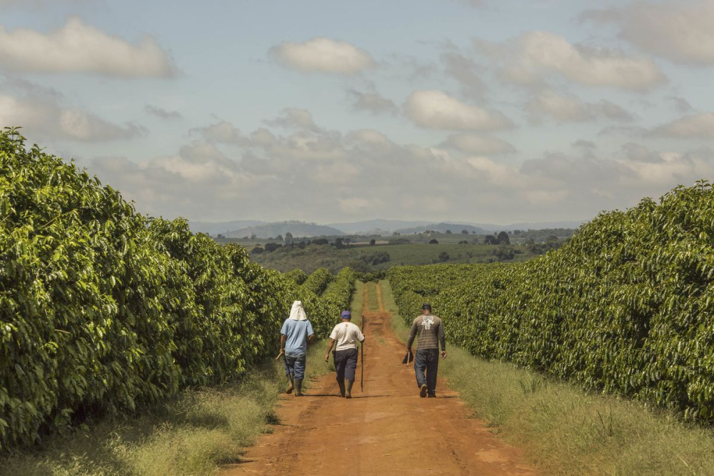 Complete Guide to Brazilian Coffee: Flavor Profiles, Regional Breakdown, and Pour Over Parameters