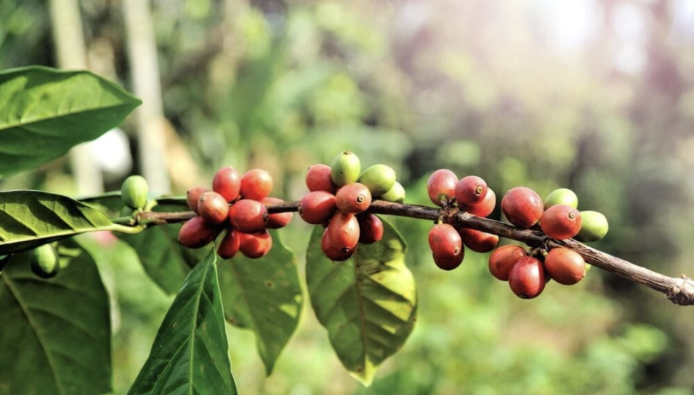 The Ultimate Guide to Arabica Coffee Varieties: From Typica to Geisha, Flavor Profiles & Pour Over Recommendations