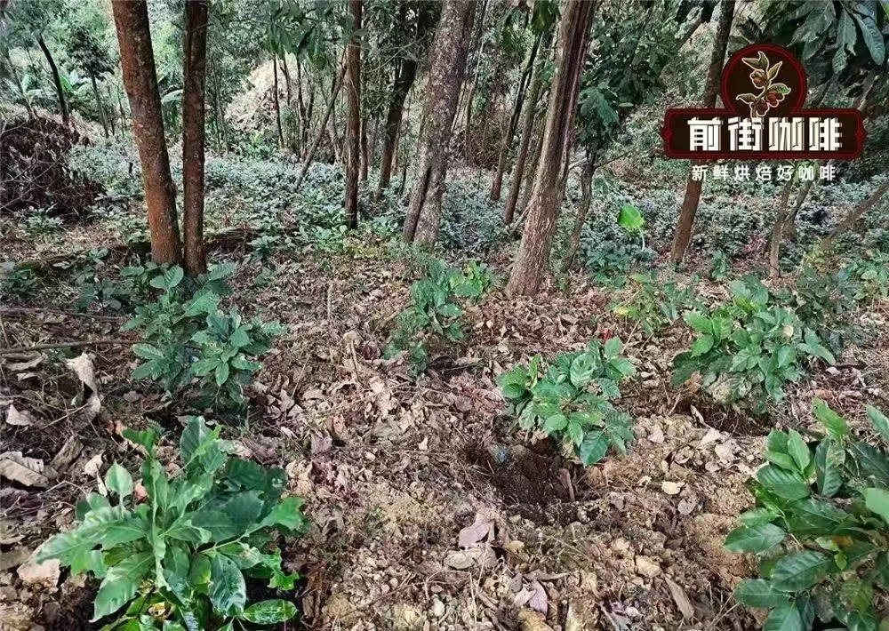 Complete Guide to Yunnan Small-Bean Coffee Regions: In-Depth Analysis of Typica Variety Flavors and Pour Over Techniques