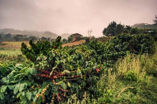 Yunnan Small-Bean Coffee Grading Guide & Pour Over Recommendations: Exploring from History to Specialty Flavors