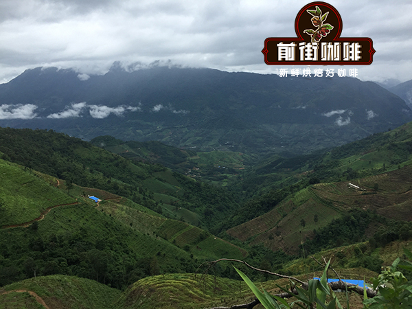A Complete Guide to Yunnan Coffee Bean Varieties, Processing Methods, and Pour Over Grind Settings