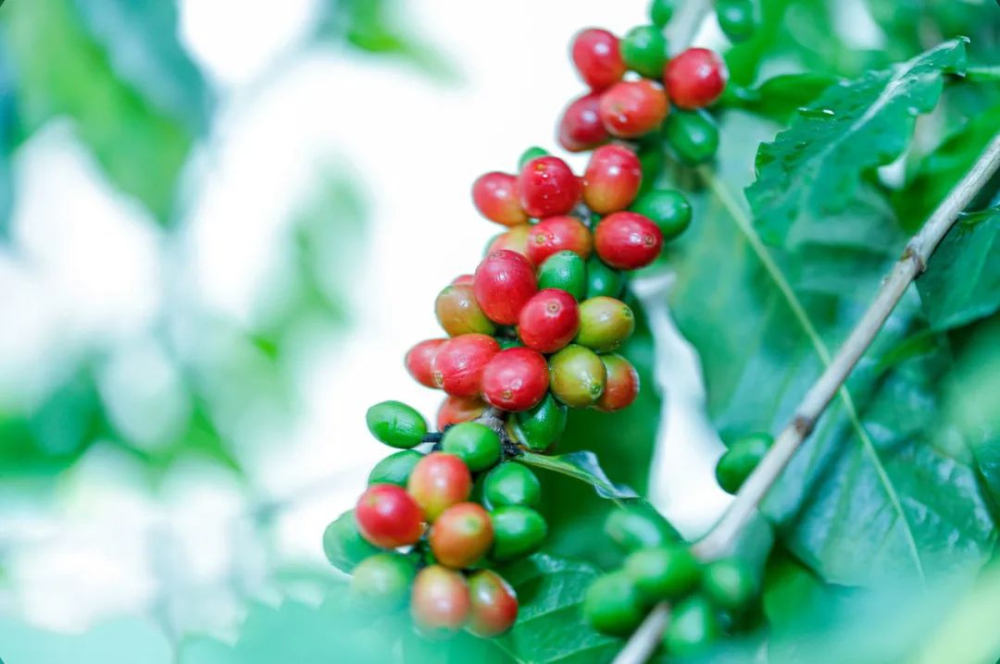 Complete Guide to Jamaican Blue Mountain Coffee: Grading Standards, Regional Characteristics, and Pour Over Parameters