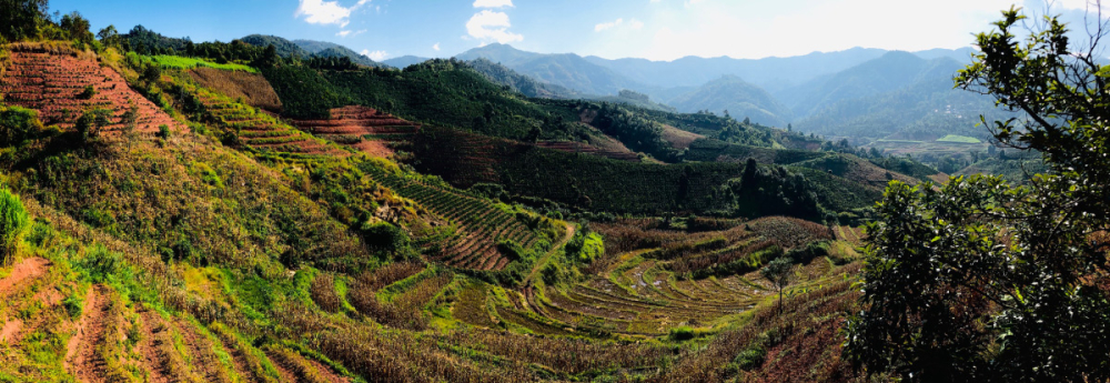 A Complete Guide to Yunnan Small Bean Coffee Varieties: From Typica to Catimor, Master Flavors and Pour Over Techniques