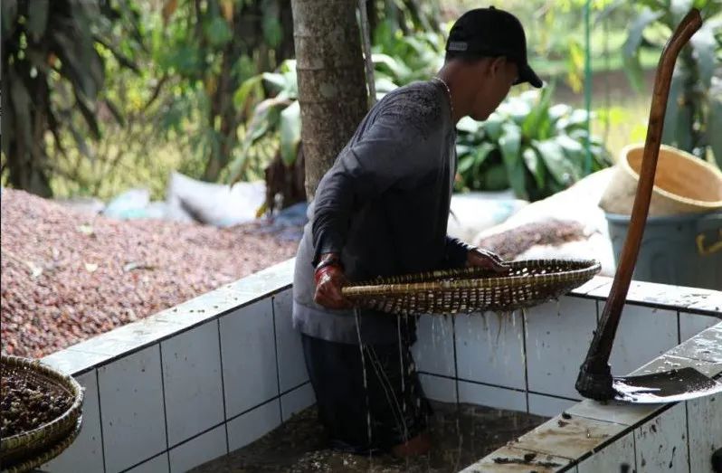 An In-depth Look at Indonesian Mandheling Coffee Origins & Flavor Profiles | From Wet-Hulling to Golden Mandheling