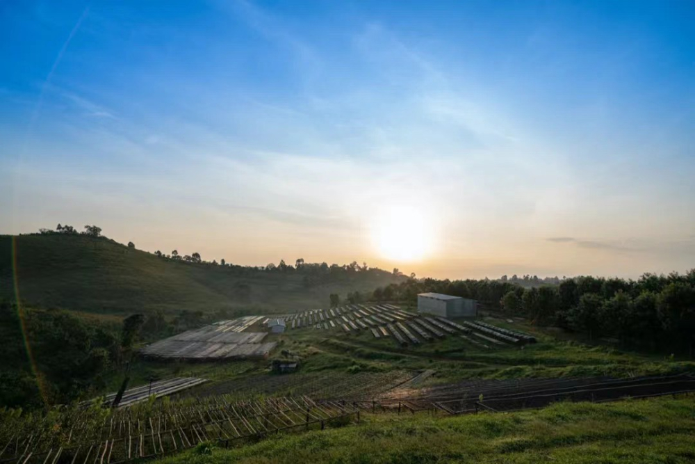 Ethiopia CHAKA Chaka Guji Sun-Dried Beans: Flavor Profile & Pour Over Parameters Guide