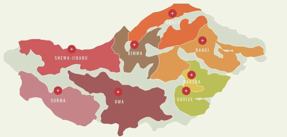 Full Guide to Flavor Profile & Pour Over Techniques for Geisha Village Red Label Natural Gori Geisha