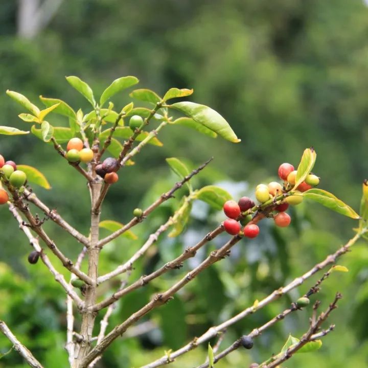 The Complete Guide to Panamanian Geisha Coffee Beans: From Red Label Grades to Pour Over Brewing Parameters