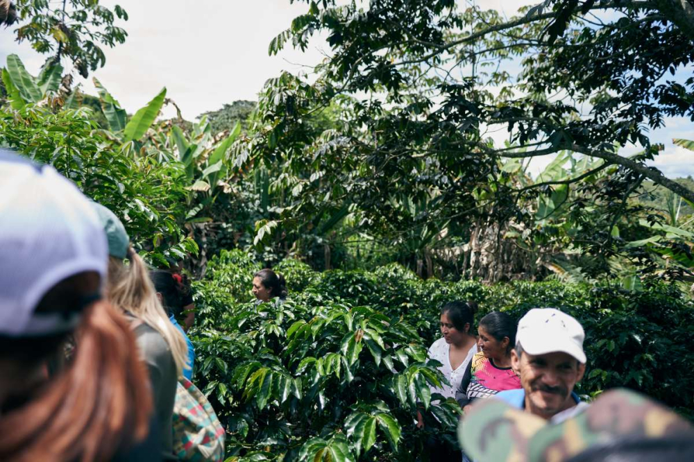 Analysis of the Colombian Hua Yue Ye Coffee Bean Variety and Anaerobic Processing, with Pour Over Parameter Recommendations