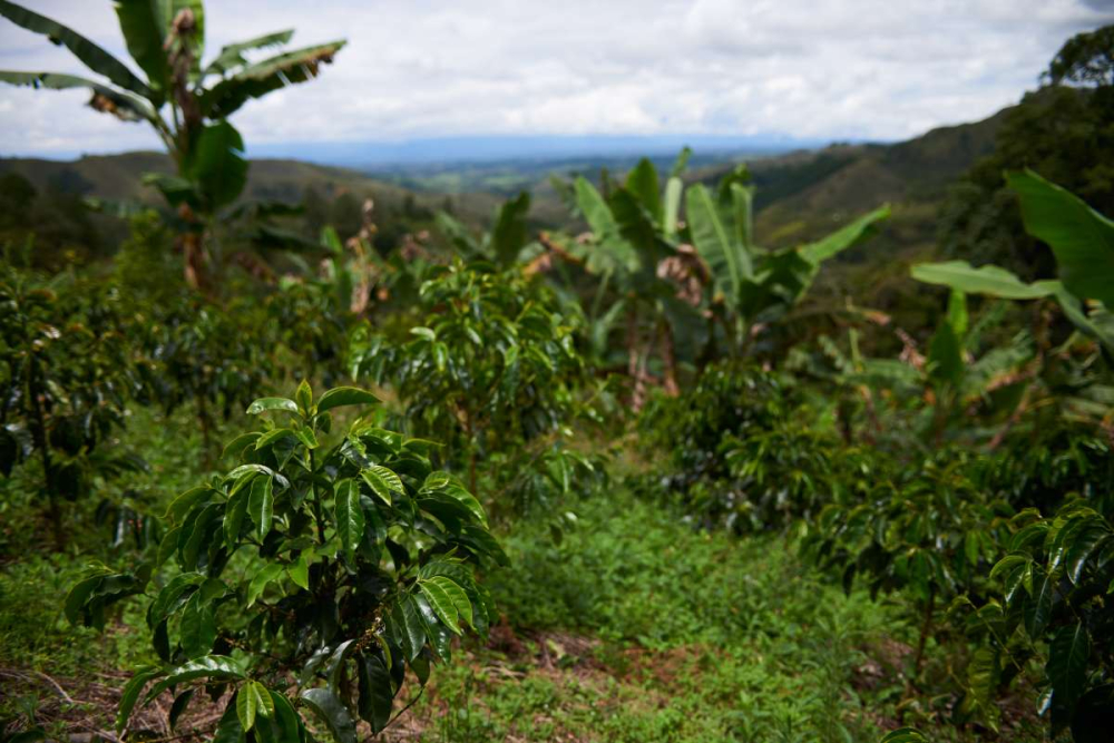 Analysis of the Colombian Hua Yue Ye Coffee Bean Variety and Anaerobic Processing, with Pour Over Parameter Recommendations