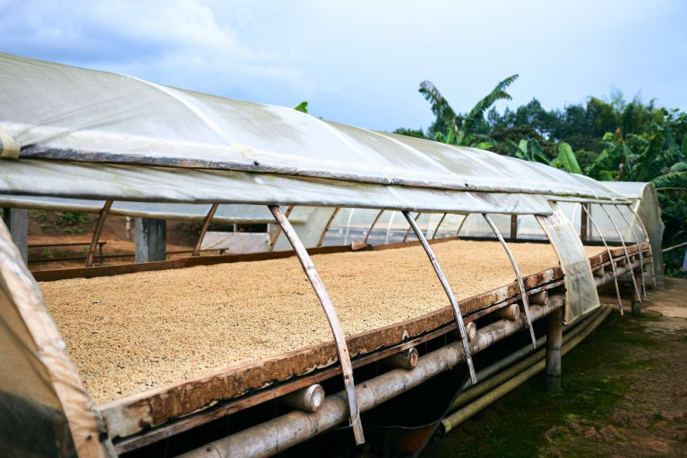 A Comprehensive Guide to Colombian Coffee Regions, Processing Methods, and Grades | Pour Over Recommendations & Parameters