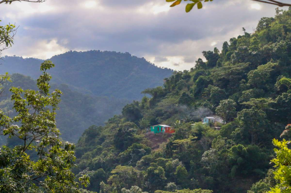 Exploring the Origins of Jamaican Blue Mountain Coffee, Unveiling the Truth Behind Its Price, and a Pour Over Guide Using the Kono Filter