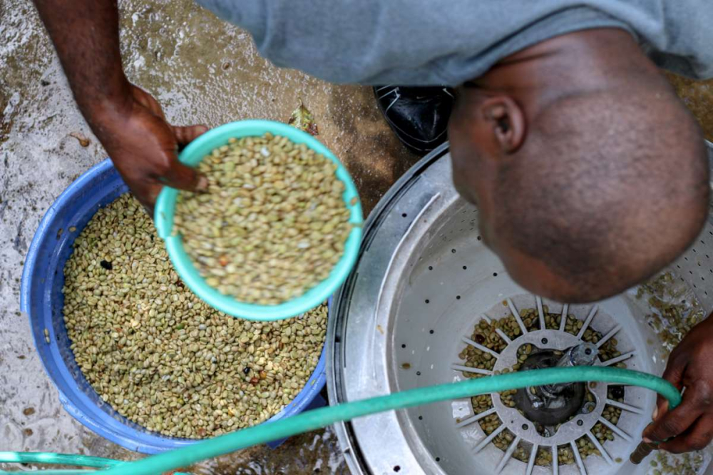 A Complete Guide to Jamaican Blue Mountain Coffee Bean Prices: How to Distinguish Grade 1 from Grade 3? Are They Available in Taiwan?
