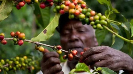 Jamaica Blue Mountain No. 1 Grading & Flavor Profile | Pour Over Parameters & Price Guide