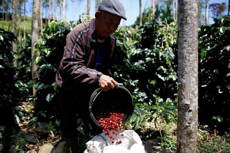 How to Choose Indonesian Mandheling Coffee? Master Wet-Hulled Flavor Profiles & Recommended Beans in One Go