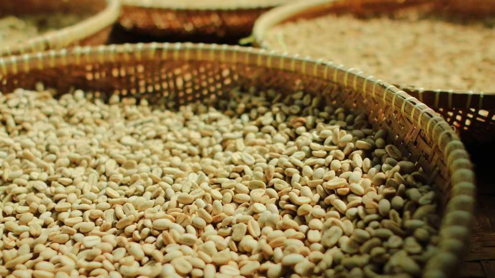 Characteristics and Brewing Guide of Indonesian Gayo Mandheling Beans | Analysis of the Herbal Flavors of Golden Mandheling