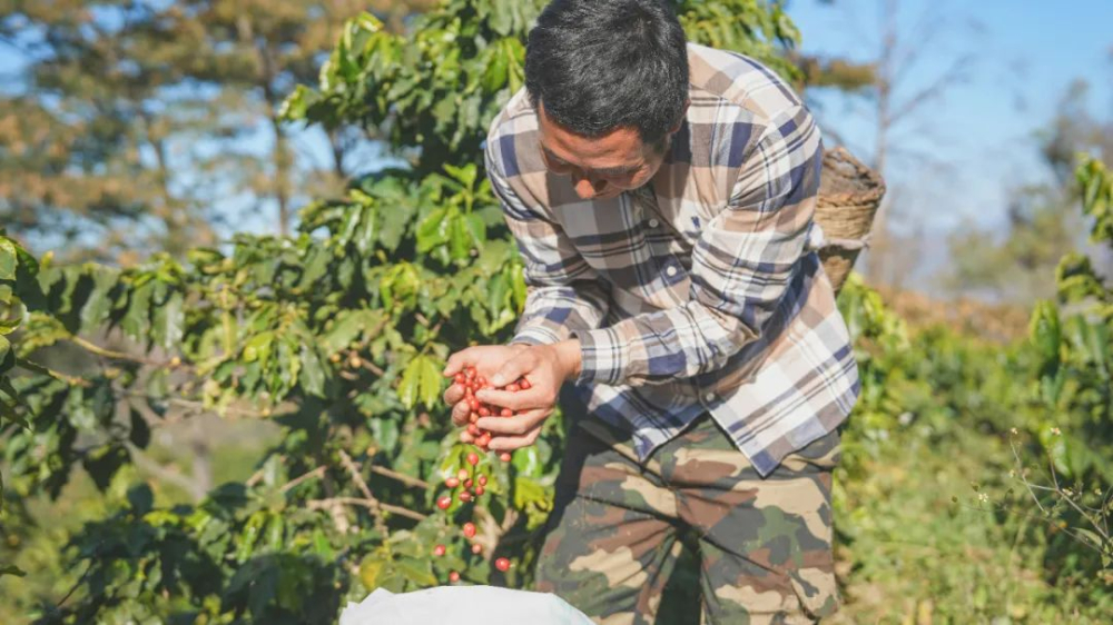 A Complete Guide to Yunnan Small Bean Coffee Varieties: Baoshan Terroir, Roast Profiles & Pour Over Techniques