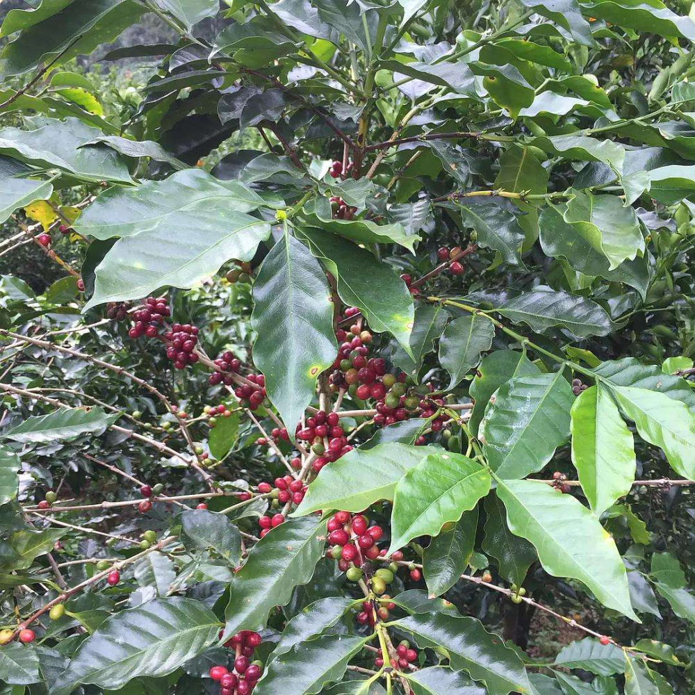 Yunnan Baoshan Catimor Specialty Coffee Beans: Flavor Profile & Pour Over Guide for Beginners – Recommended Extraction Parameters