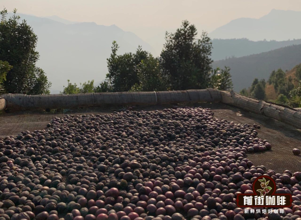 Yunnan Single-Origin Coffee Pour Over Guide: 2013 Natural Typica Parameters and Flavor Profile