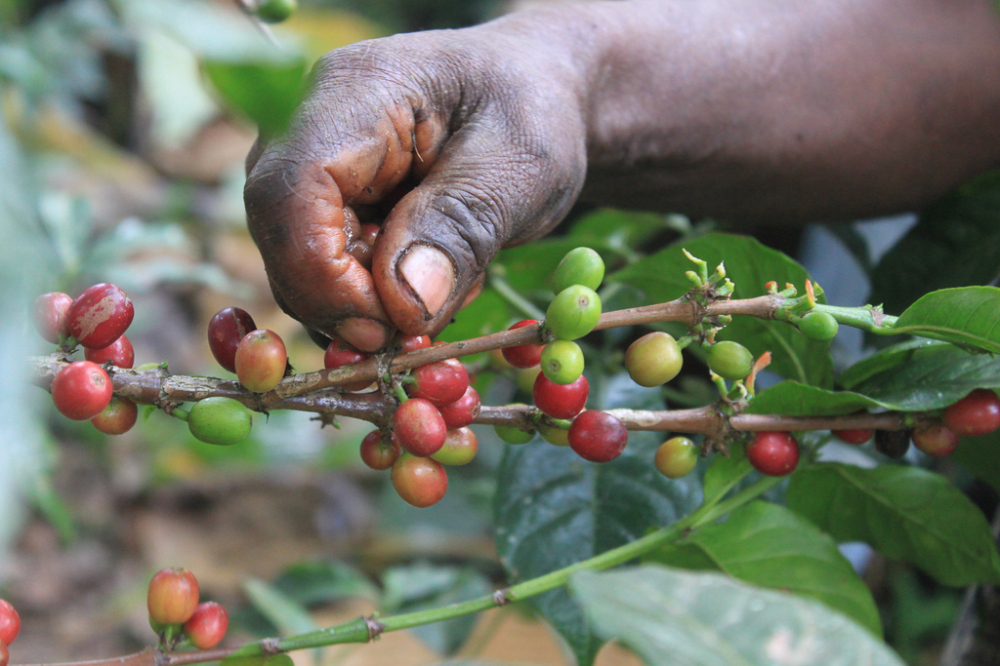 How to Brew Washed Yirgacheffe Beans? A Complete Guide to the Flavors, Pour Over Parameters, and Processing Method of the Gedyndi Cooperative
