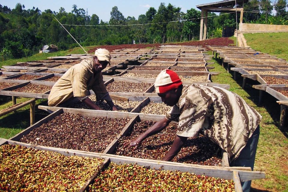 In-depth Analysis of Ethiopia's Yirgacheffe Region: From Flavor Characteristics to Practical Pour Over Parameters Guide