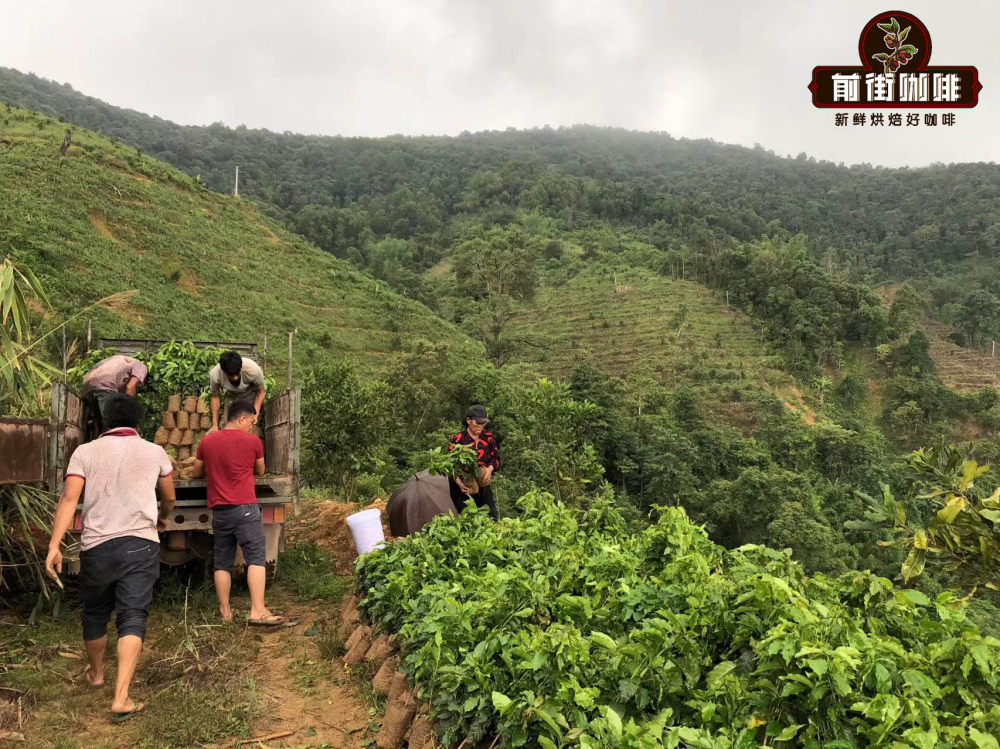 Yunnan Peaberry Coffee Variety Analysis: A Comprehensive Guide to Terroir Altitude and Flavor Profiles
