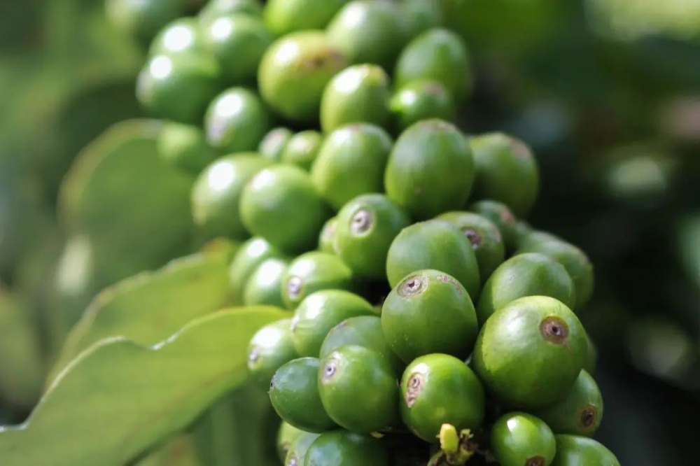 A Comprehensive Guide to Arabica Beans in All Scenarios: Compatibility Analysis for Espresso, Pour Over, Cold Brew, and Latte