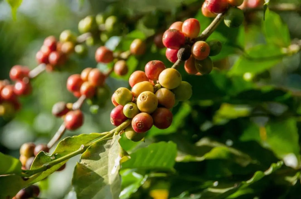 From Planting to Flavor: A Comprehensive Guide to Arabica Coffee Bean Origins and Grades
