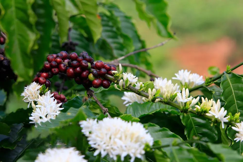 From Planting to Flavor: A Comprehensive Guide to Arabica Coffee Bean Origins and Grades