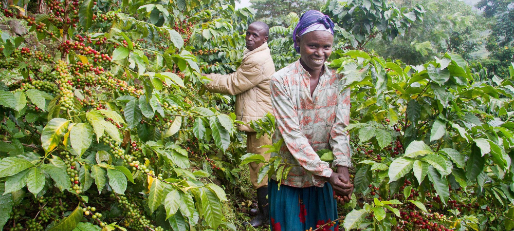 A Guide to Ethiopia's Nine Premium Coffee Regions: Flavor Profiles & Pour Over Recommendations