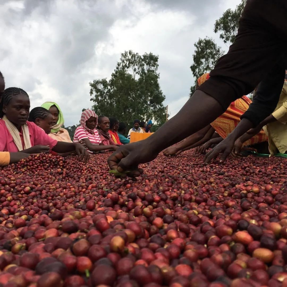 A Complete Guide to Yirgacheffe Flavors: From Cultivation and Processing to Pour Over
