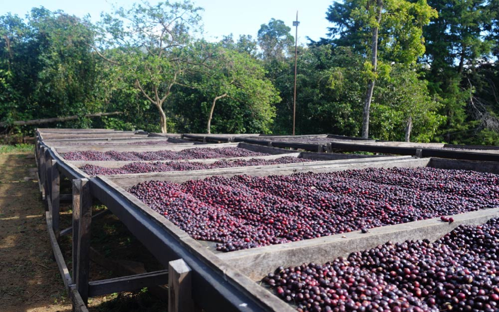 Analysis of the Differences Between Yirgacheffe Natural and Washed Process | Comprehensive Guide to Pour Over Parameters and Flavor Comparison