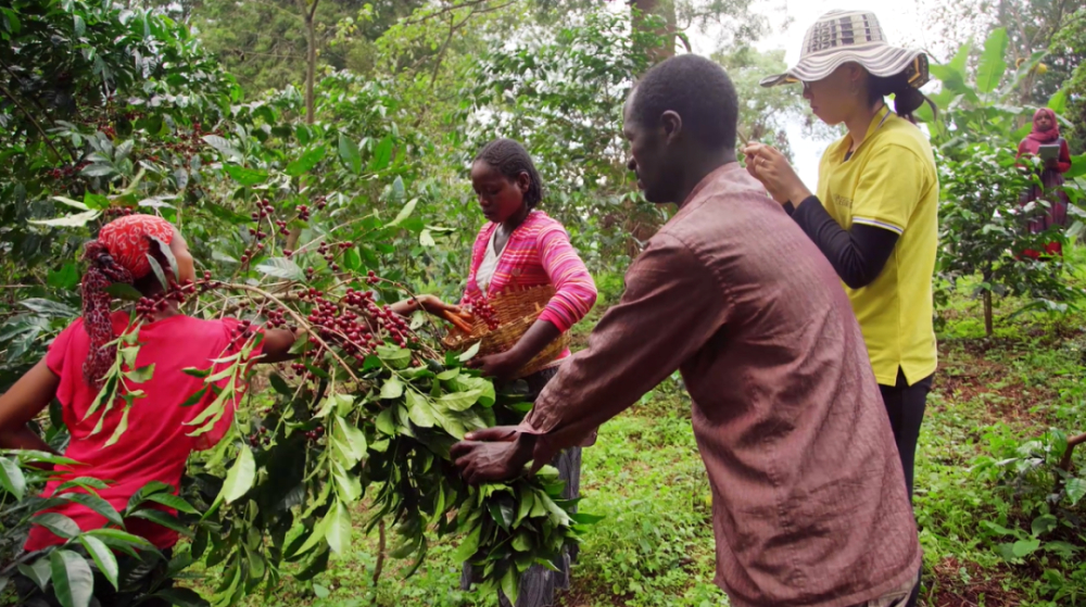A Comprehensive Guide to Ethiopian Natural Yirgacheffe: TOH Champion Background & Washed Version Comparison