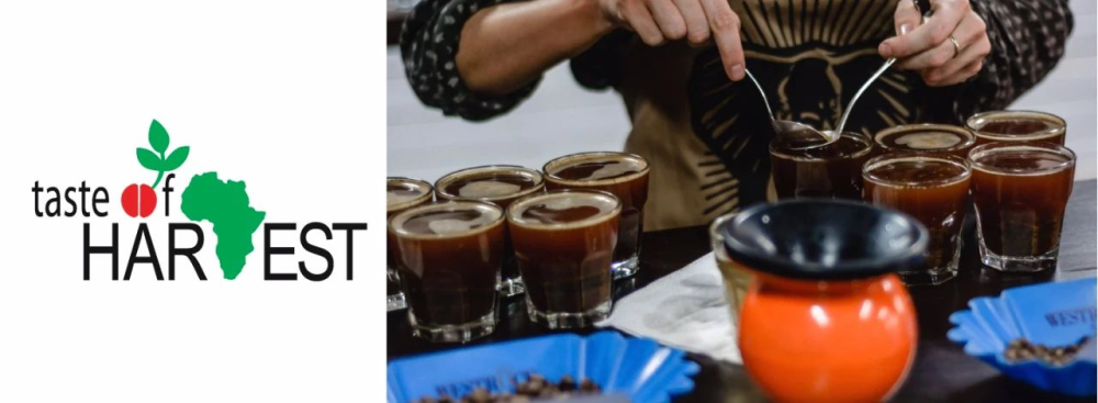Ethiopia Yirgacheffe Natural Coffee: Flavor Profile of the TOH Champion Region & Complete V60 Pour Over Guide