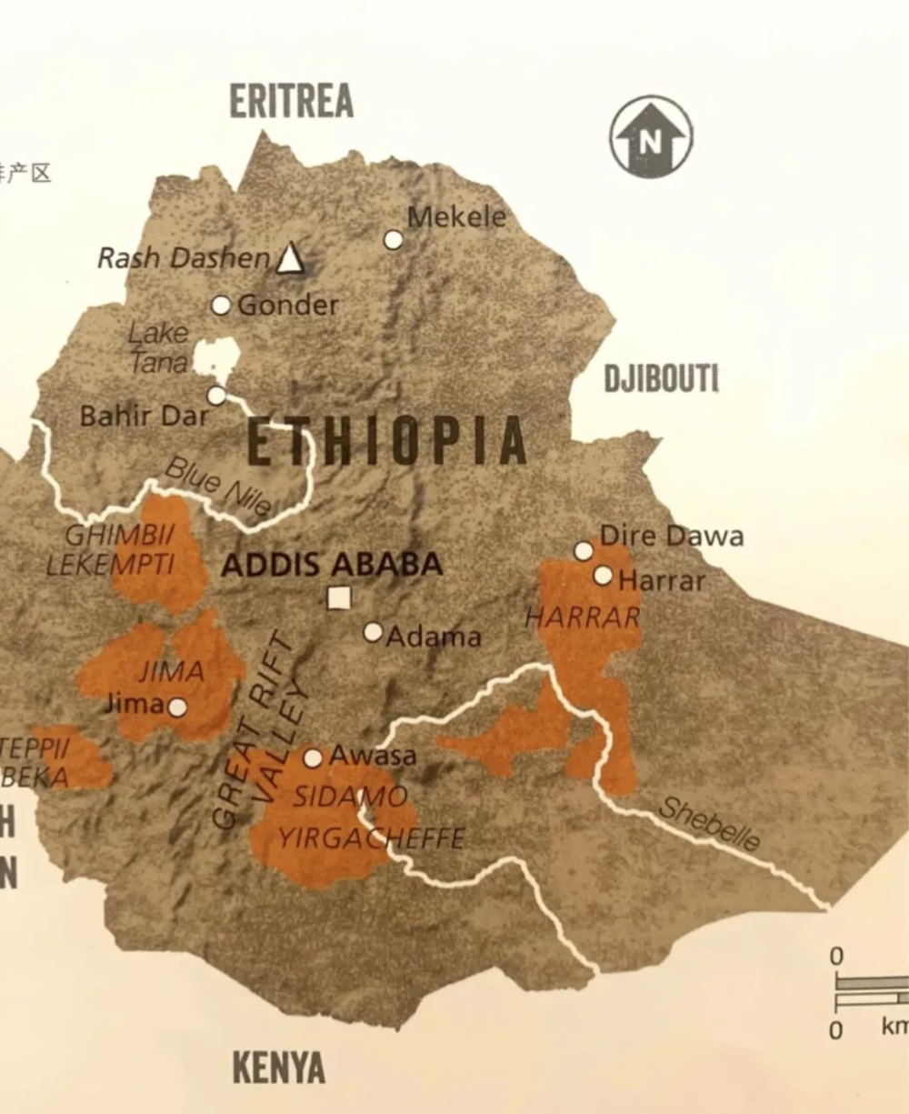 Ethiopia Yirgacheffe Natural Coffee: Flavor Profile of the TOH Champion Region & Complete V60 Pour Over Guide
