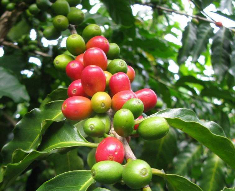 Is Americano mostly made with Arabica? Analysis of six major representative varieties and global regional flavors