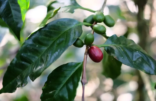 Beginner's Guide to Arabica Coffee Beans: Flavor Characteristics, Growing Altitudes, and Differences from Robusta